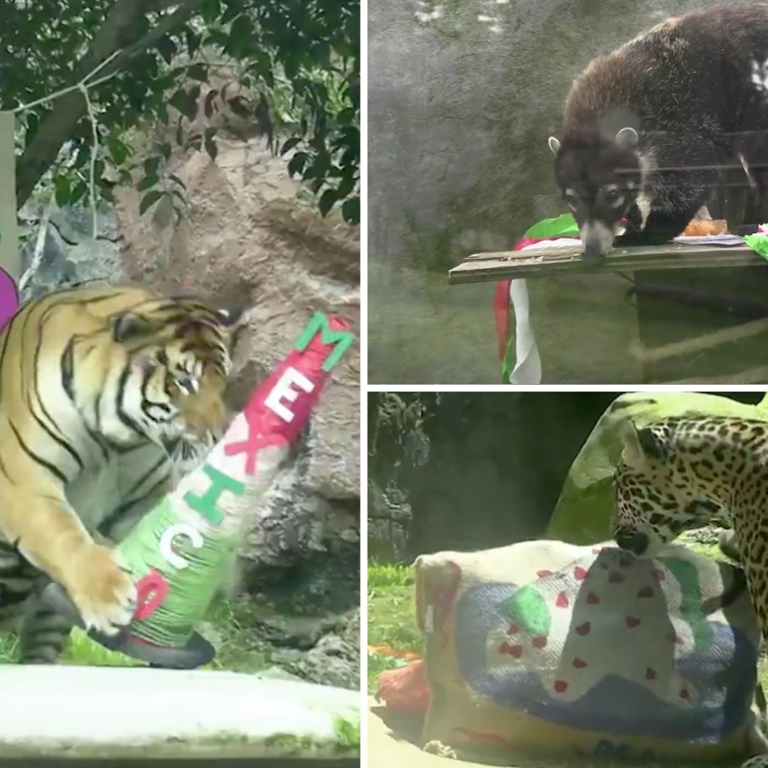 VIDEO: Con Piñatas y 'Chiles en Nogada' Animales del Zoológico Celebran Independencia de México