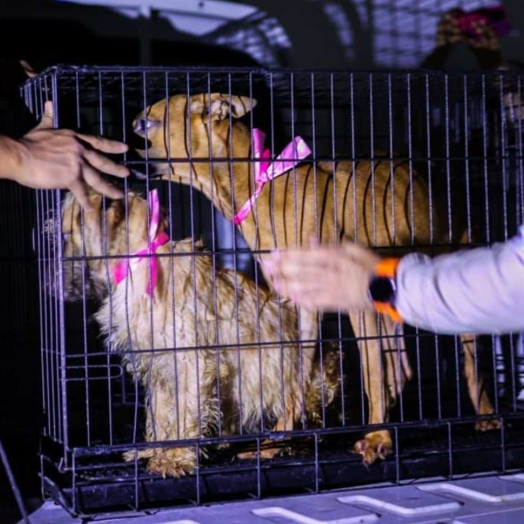 ¿Qué Pasa en Santa Catarina, Nuevo León?; Realizan Protestas por Maltrato Animal