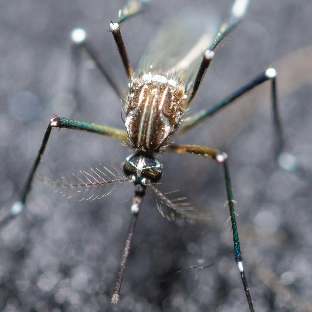 Mosquito Aedes aegypti