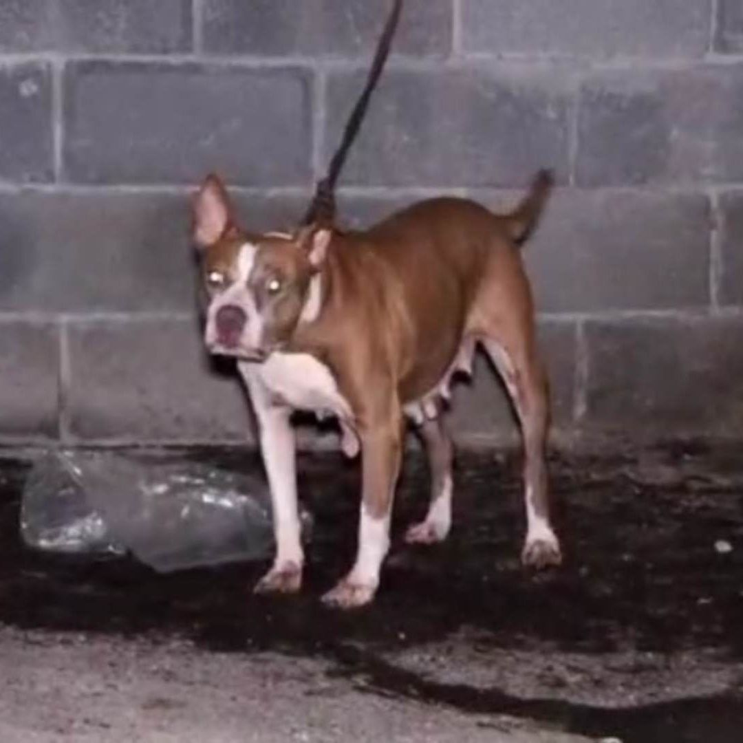 Perrito amarrado en casa en Nuevo León.