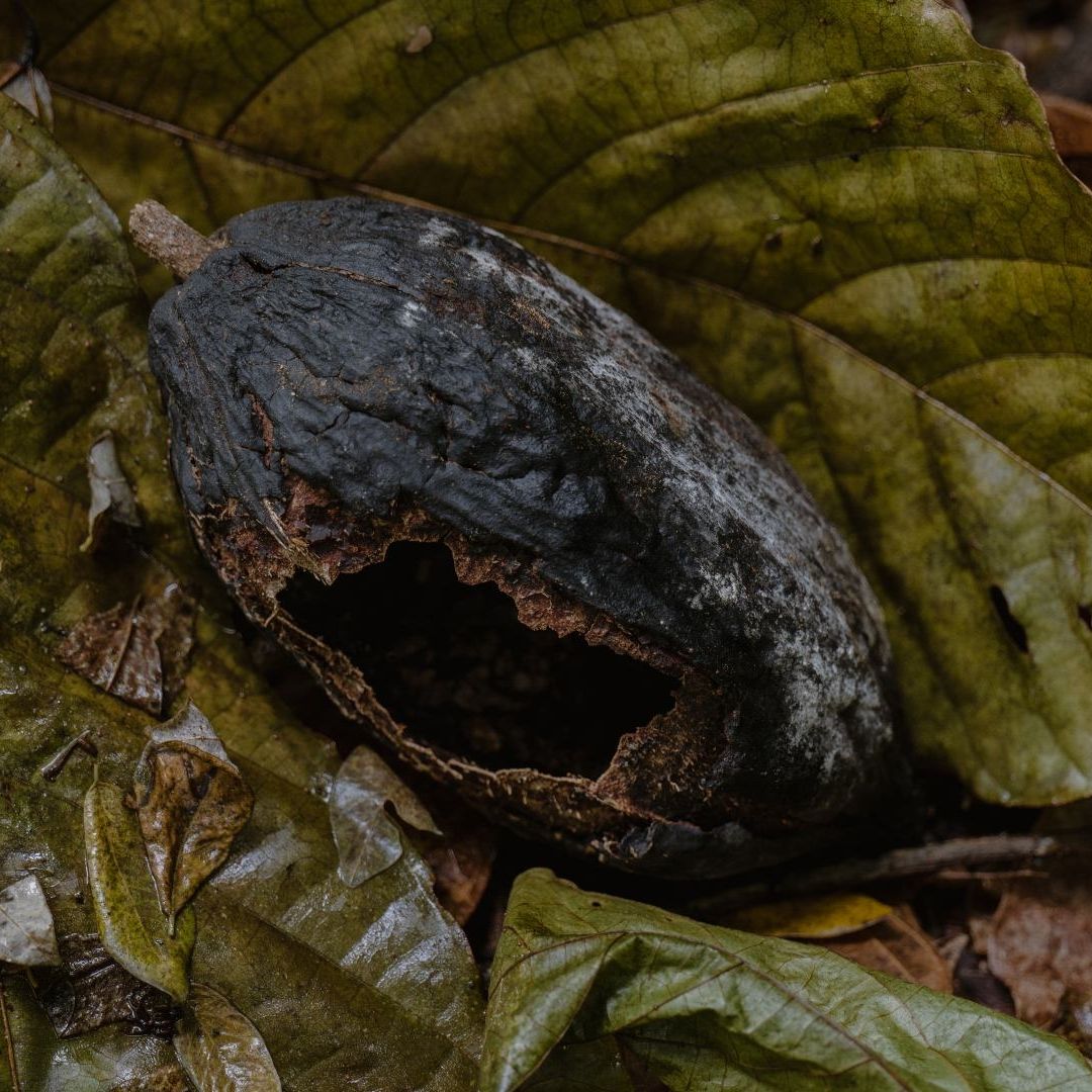 Una plaga merma las plantaciones de cacao en Tabasco