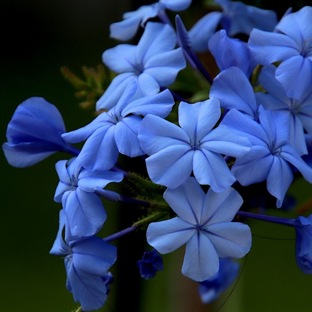 Por qué se regalan flores azules el 3 de octubre en México significado dar a hombres
