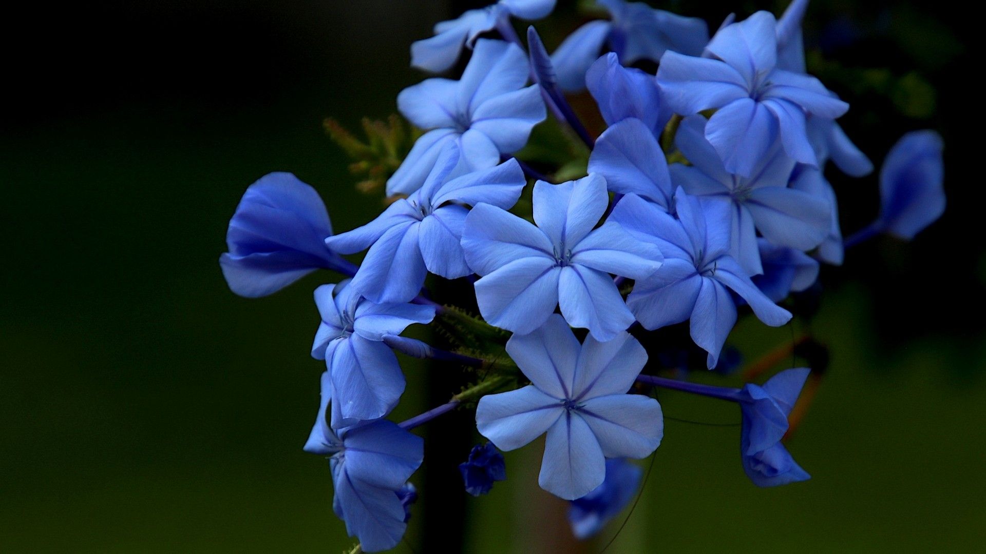 Por qué se regalan flores azules el 3 de octubre en México significado dar a hombres