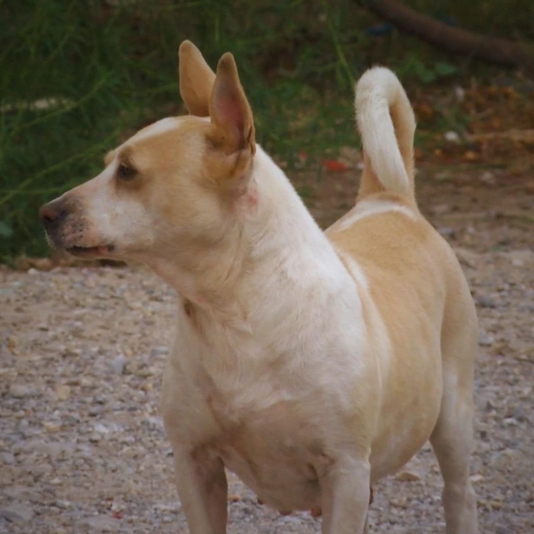 Autoridades de la UACJ afirman que trabajan en pro del bienestar animal | Foto: N+