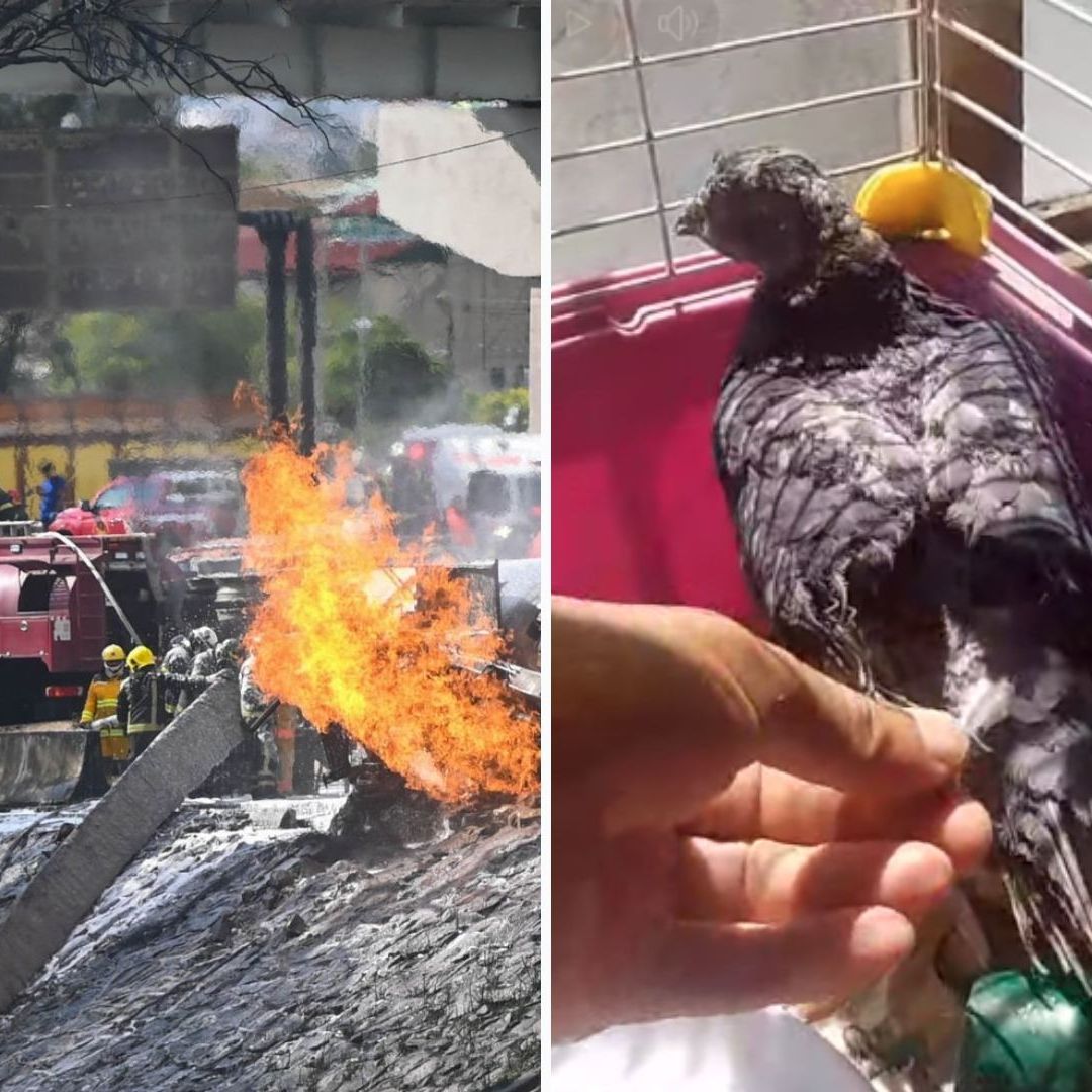 Muere "Esperancita", Paloma Rescatada en Explosión en Iztapalapa: “Trataba de Volver a Volar”