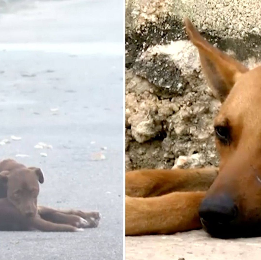 Ataques de Perros Incrementan en Yucatán: ¿Qué Hacer Ante Esta Situación?