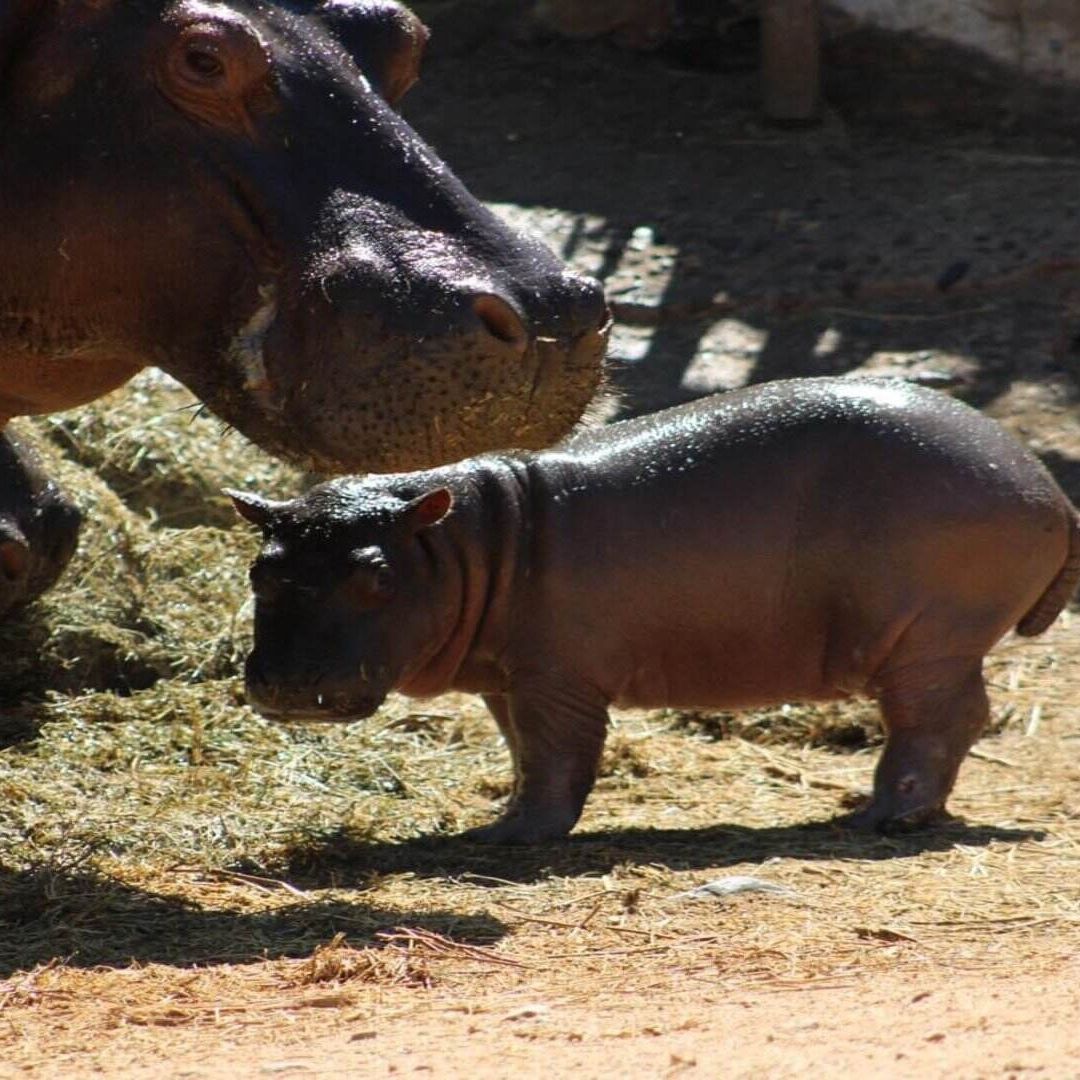 Nace Hipopótamo en Centro Ecológico de Sonora