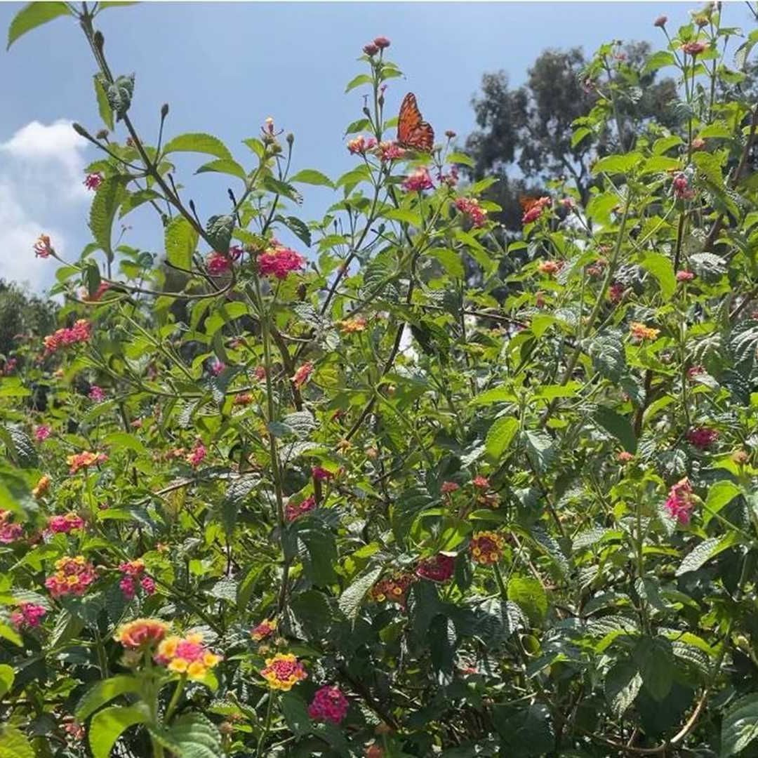 Una luciérnaga descubierta durante el BioBlitz en el Bosque de Chapultepec