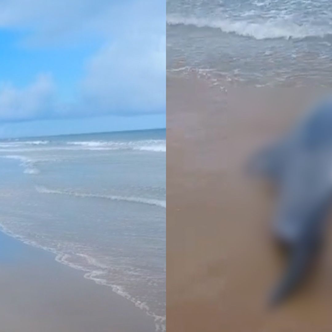 Ambientalistas Hallan Delfines Sin Vida en Playa de Matamoros