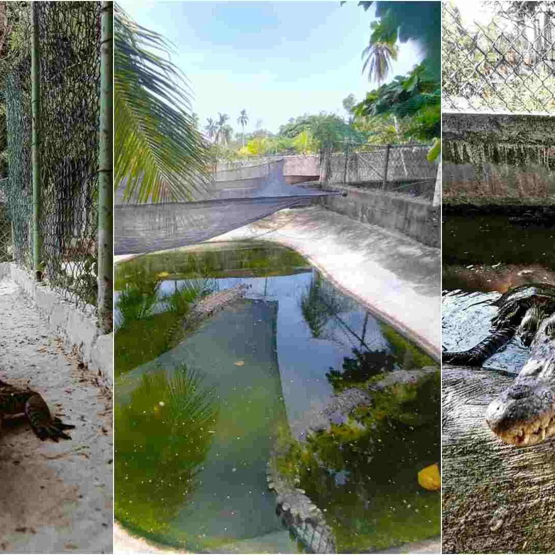Escape de cocodrilos