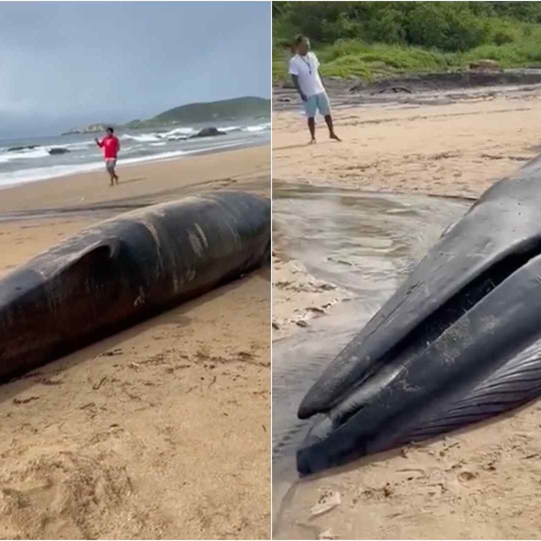 Ballena muerta en Oaxaca