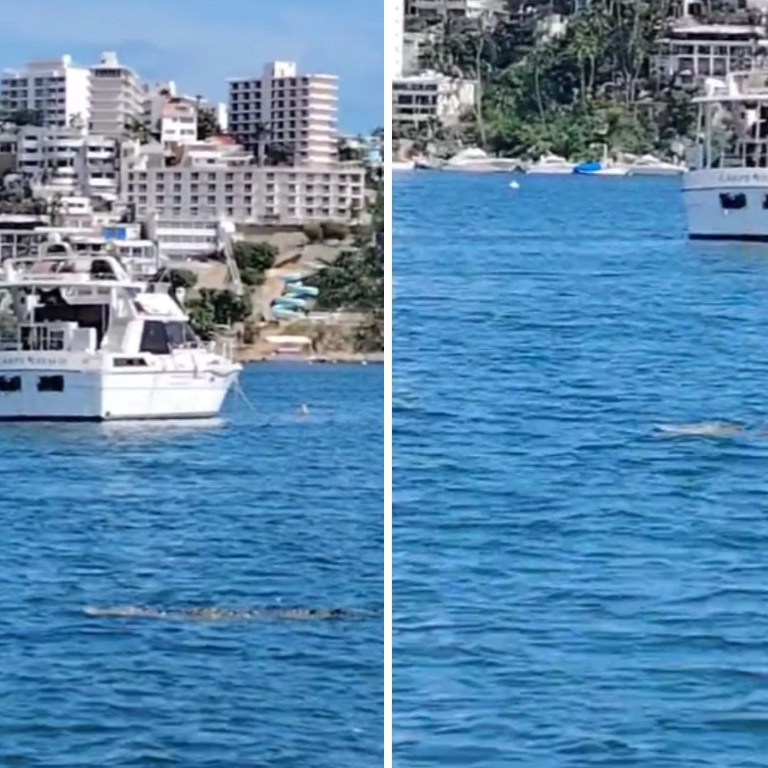 Video: Avistan Otro Cocodrilo en Playas de Acapulco, Guerrero