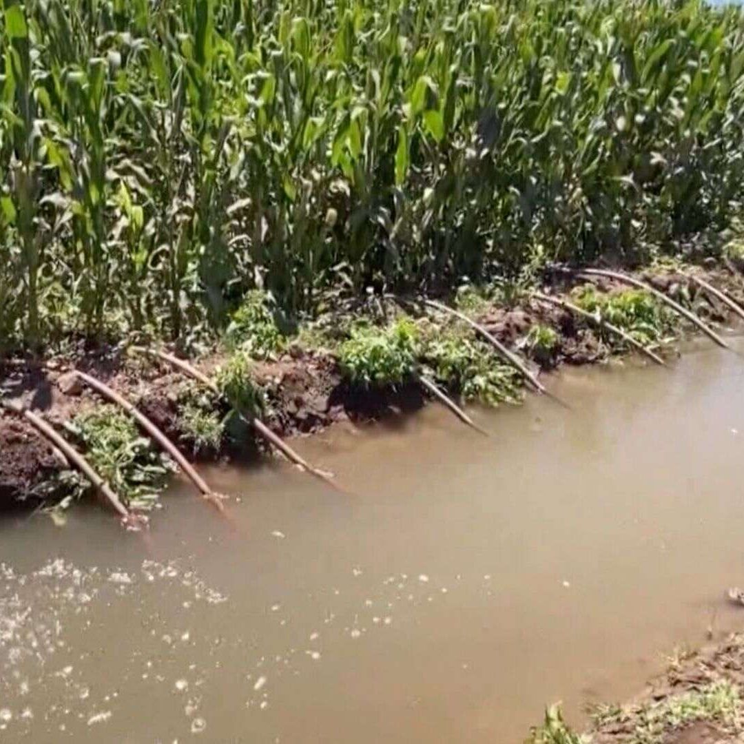 Localizan a Hombre Sin Vida en Laguna de Aguas Negras Dentro de Campo Agrícola en Hermosillo