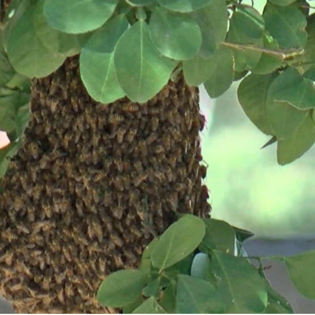 Ataque de Enjambre de Abejas Deja a Adulto Mayor Sin Vida y a 21 Más Heridas en Sonora