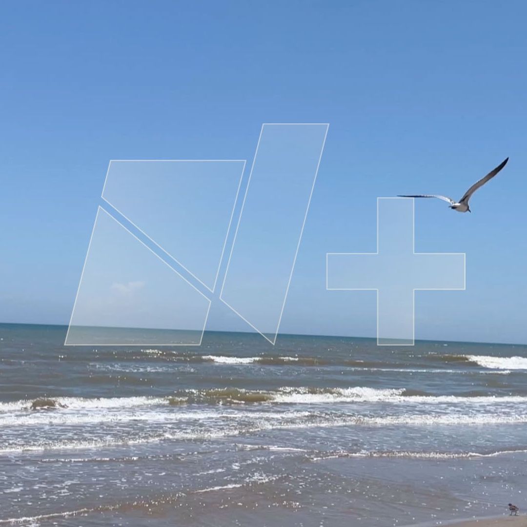 Detectan Gripe Aviar en una Gaviota de Playa Bagdad en Matamoros