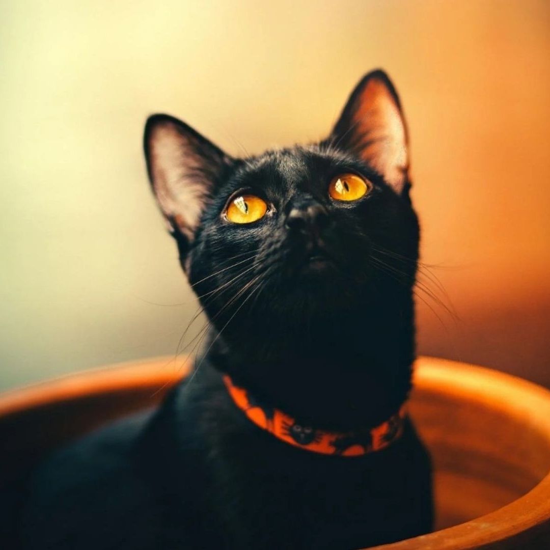 Suspenden Adopciones de Gatos Negros para Prevenir Rituales en Halloween