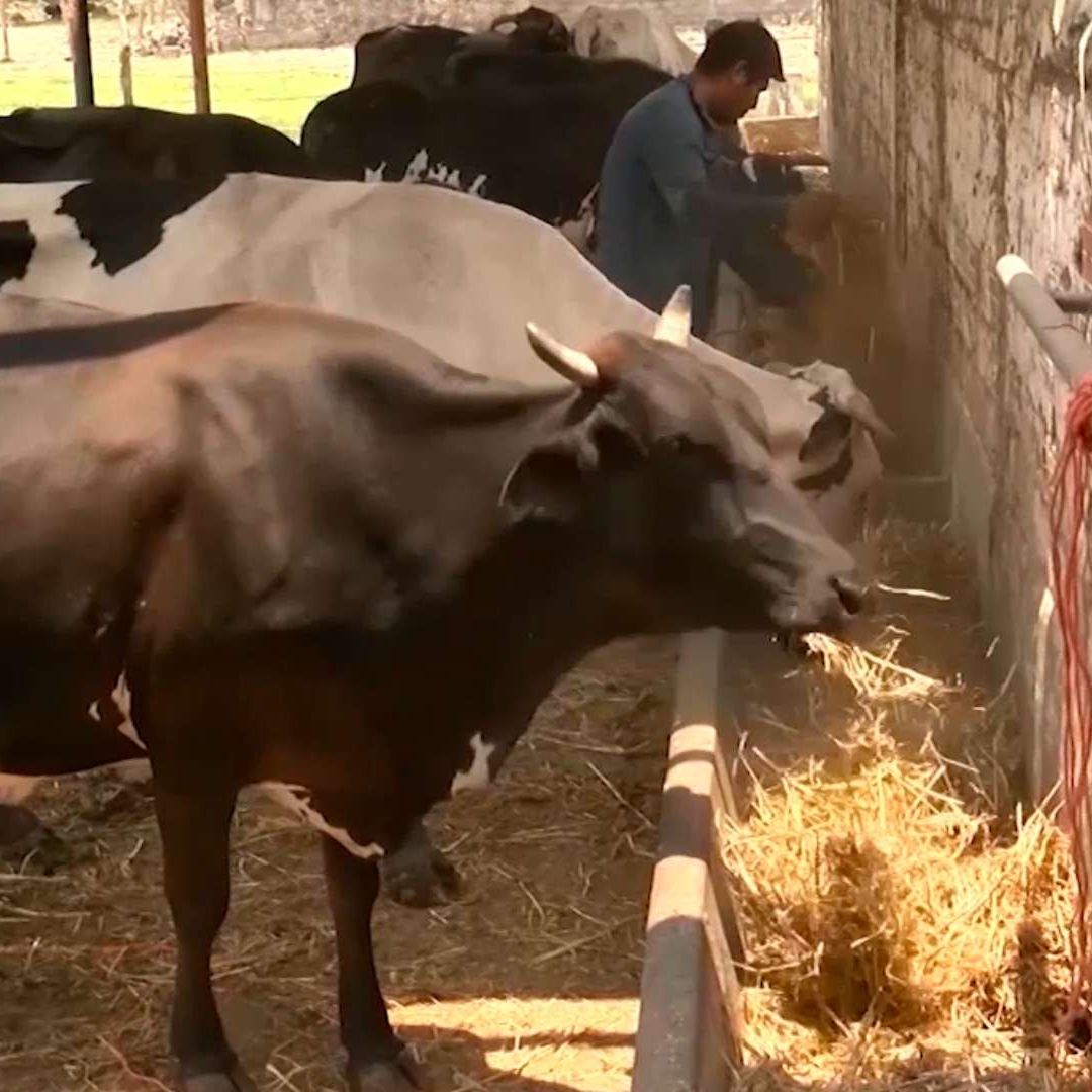 El gusano barrenador ya ha contaminado diferentes tipos de ganado