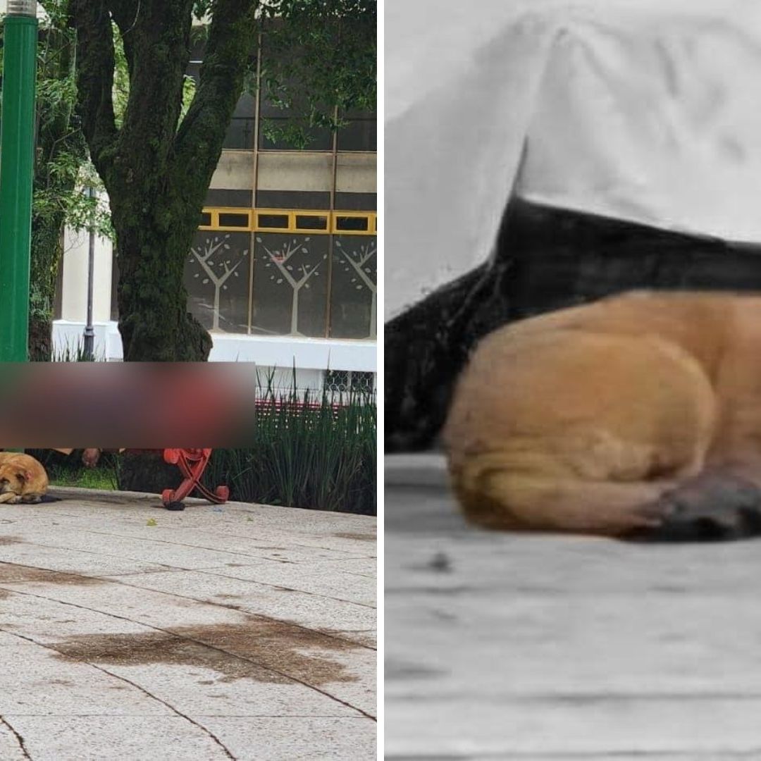 Amiga Fiel: Hombre Sin Hogar Muere en Parque y su Perrita No lo Abandona