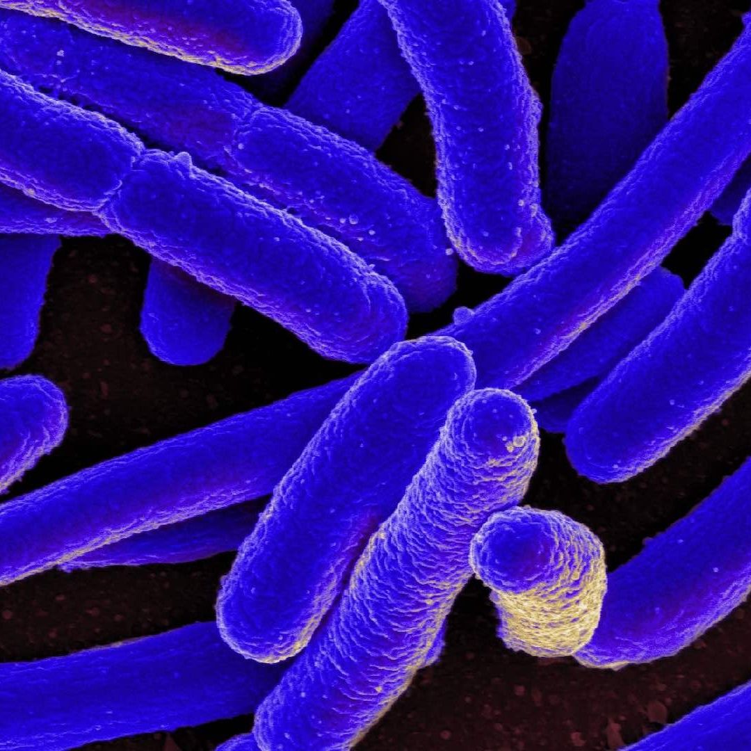 Bacterias de la especie E. coli bajo el microscopio