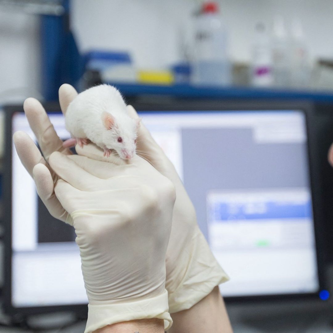 Usan edición genética CRISPR para rejuvenecer el cerebro de ratones