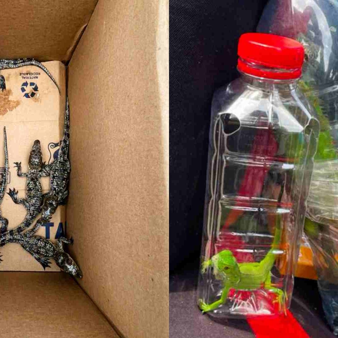 Rescatan Ejemplares de Vida Silvestre Transportados Ilegalmente en la Carretera Cárdenas Coatzacoalcos Veracruz