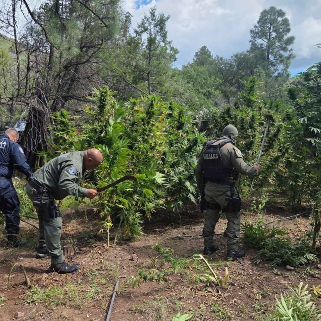 Destruyen Más de 410 Mil Plantas de Marihuana en la Sierra de Guerrero, Chihuahua