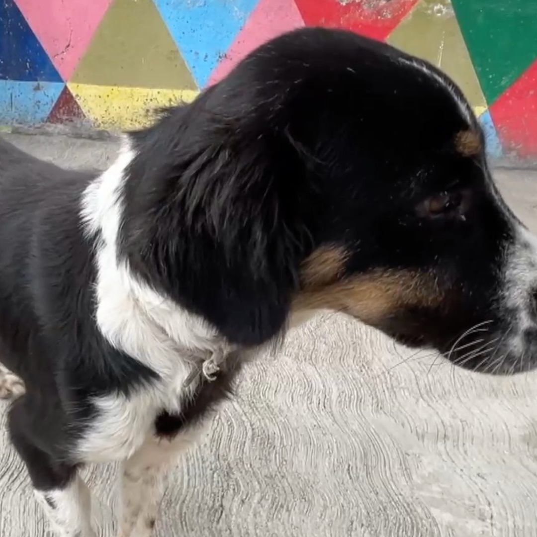Existen dos carpetas de investigación por crueldad animal y actos sádicos en Veracruz.