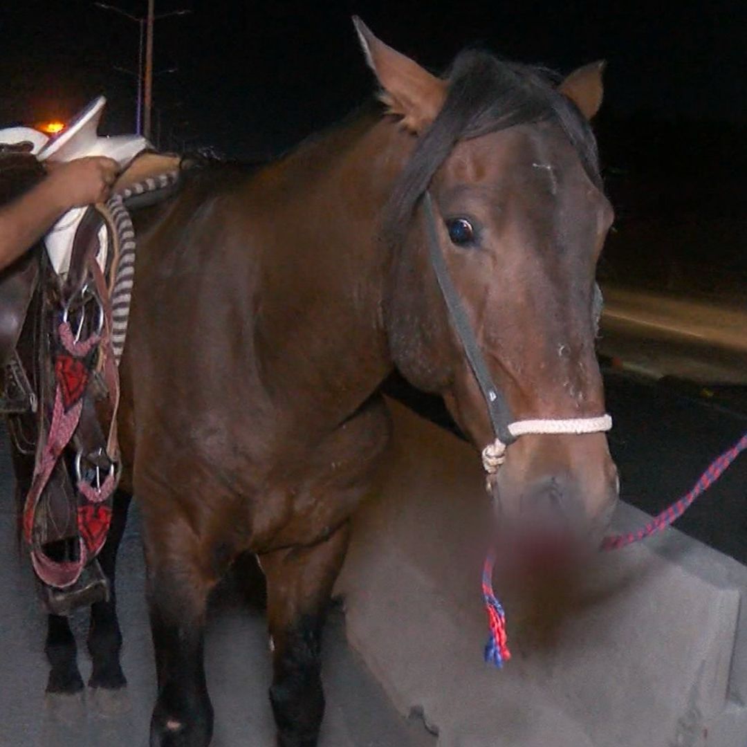 Caballo y su jinete son impactados por unidad de Mi Macro Periférico.