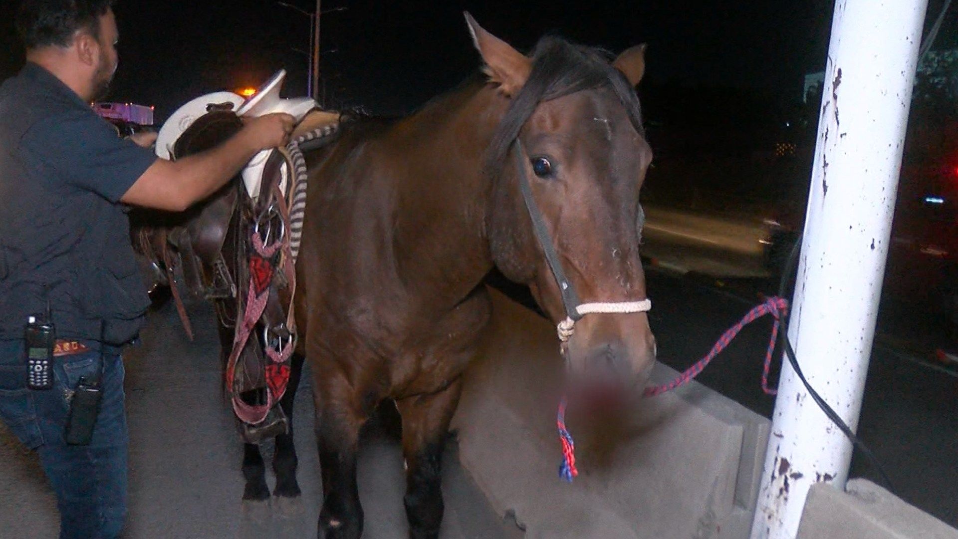 Caballo y su jinete son impactados por unidad de Mi Macro Periférico.