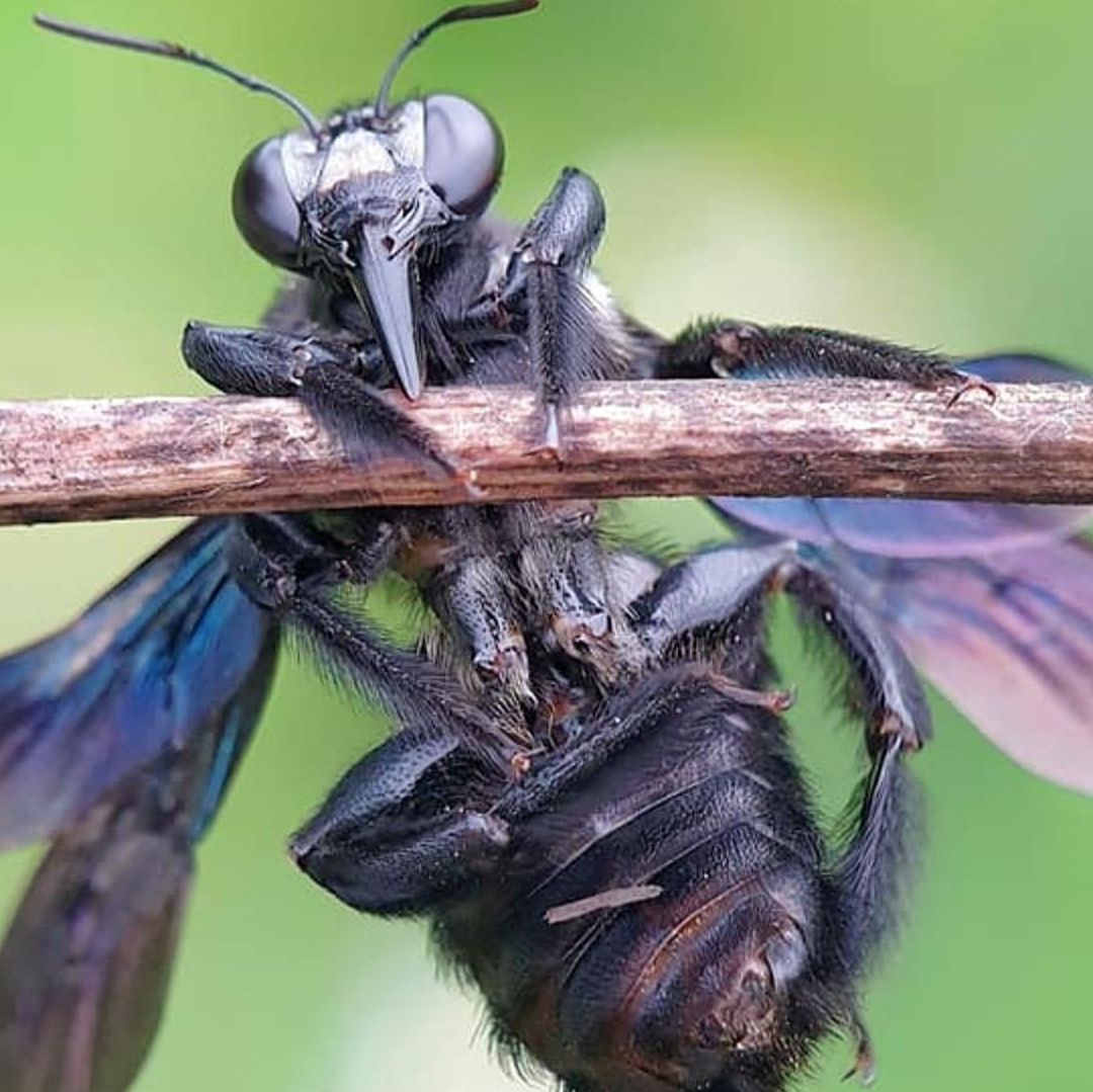Una mosca negra está sobre un palo de madera.