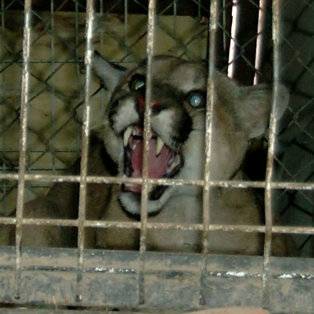 Puma aparece en torre de departamentos de Tonalá.