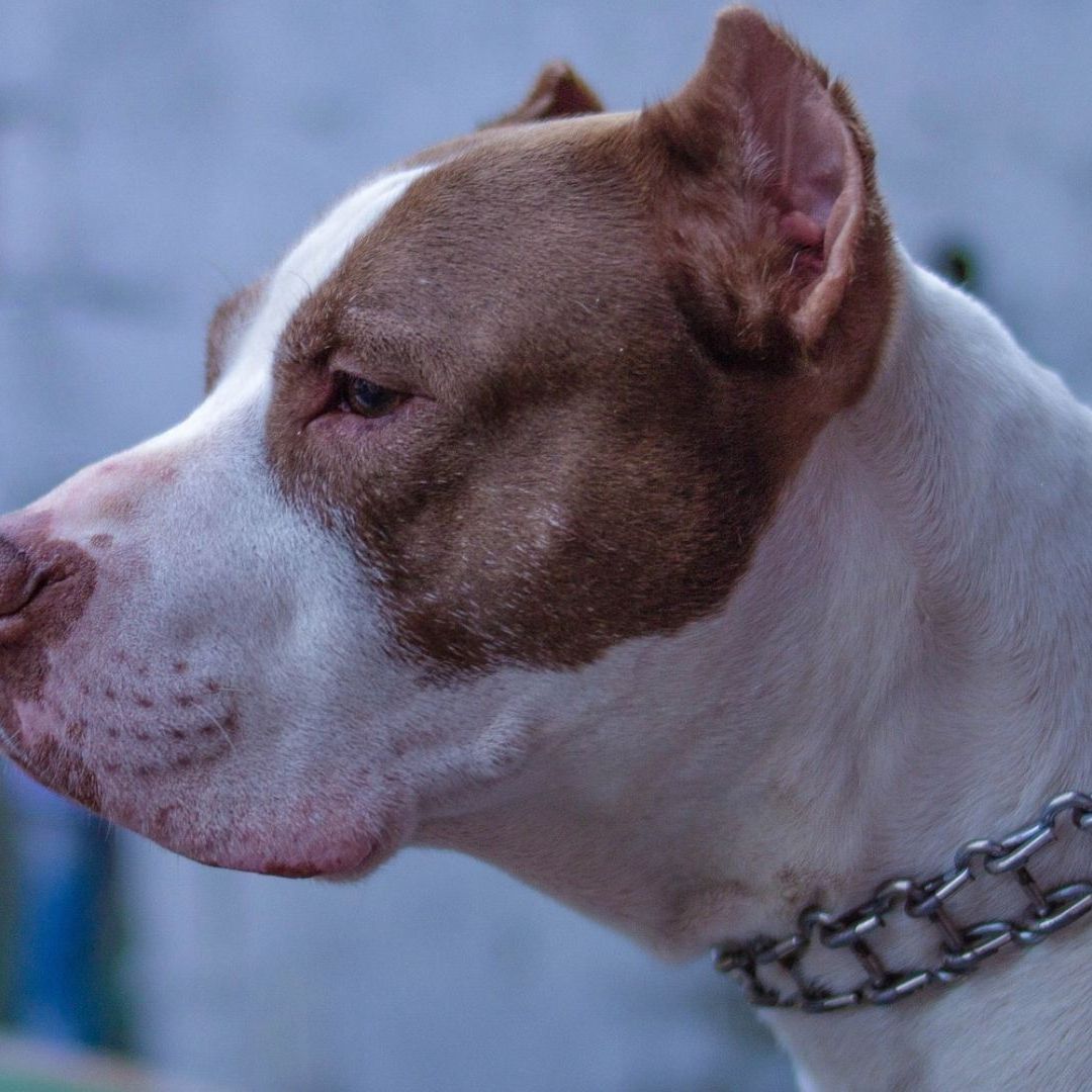 Bebé Muere Atacado por los Perros Pitbull de su Niñera