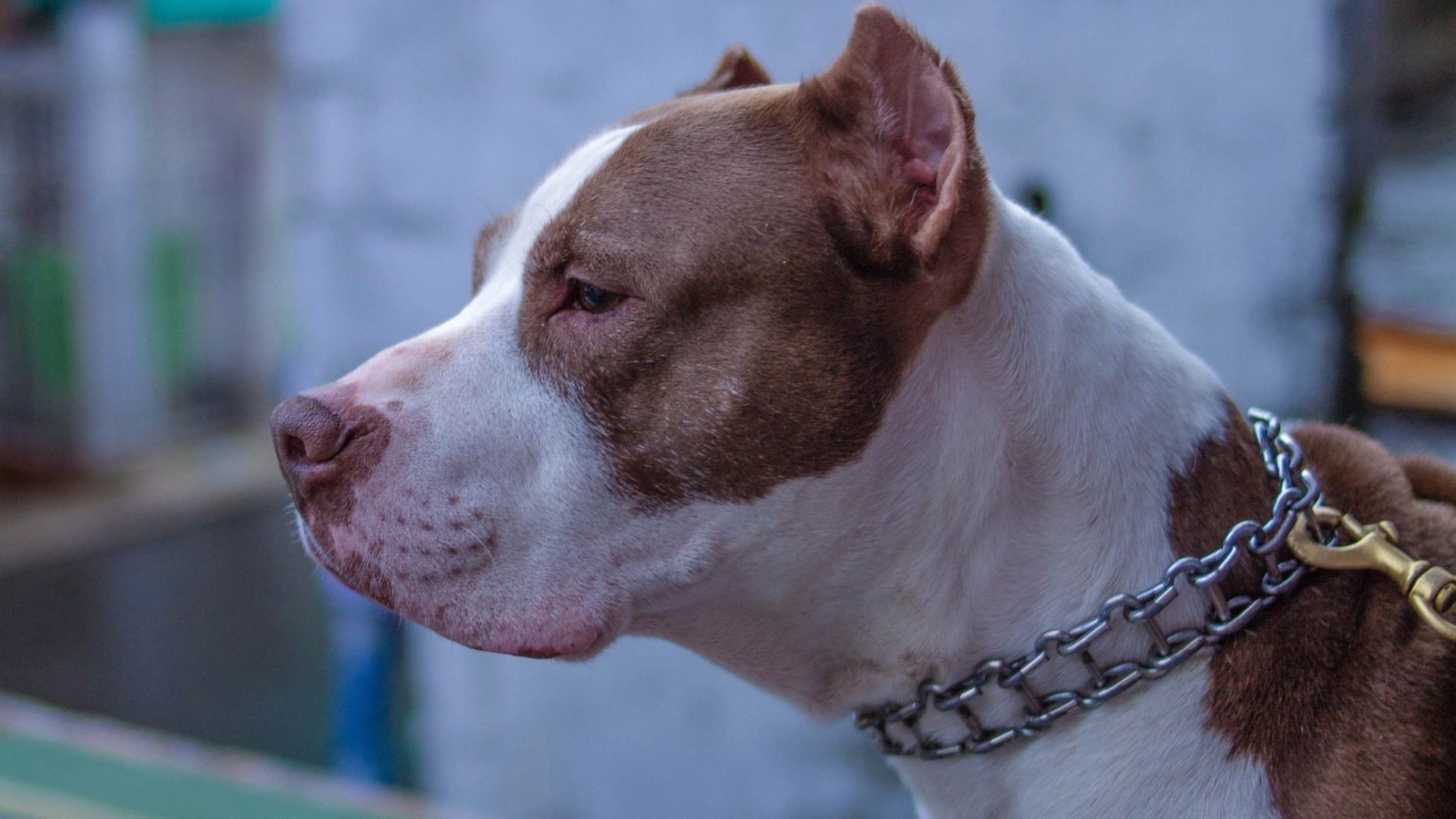 Bebé Muere Atacado por los Perros Pitbull de su Niñera