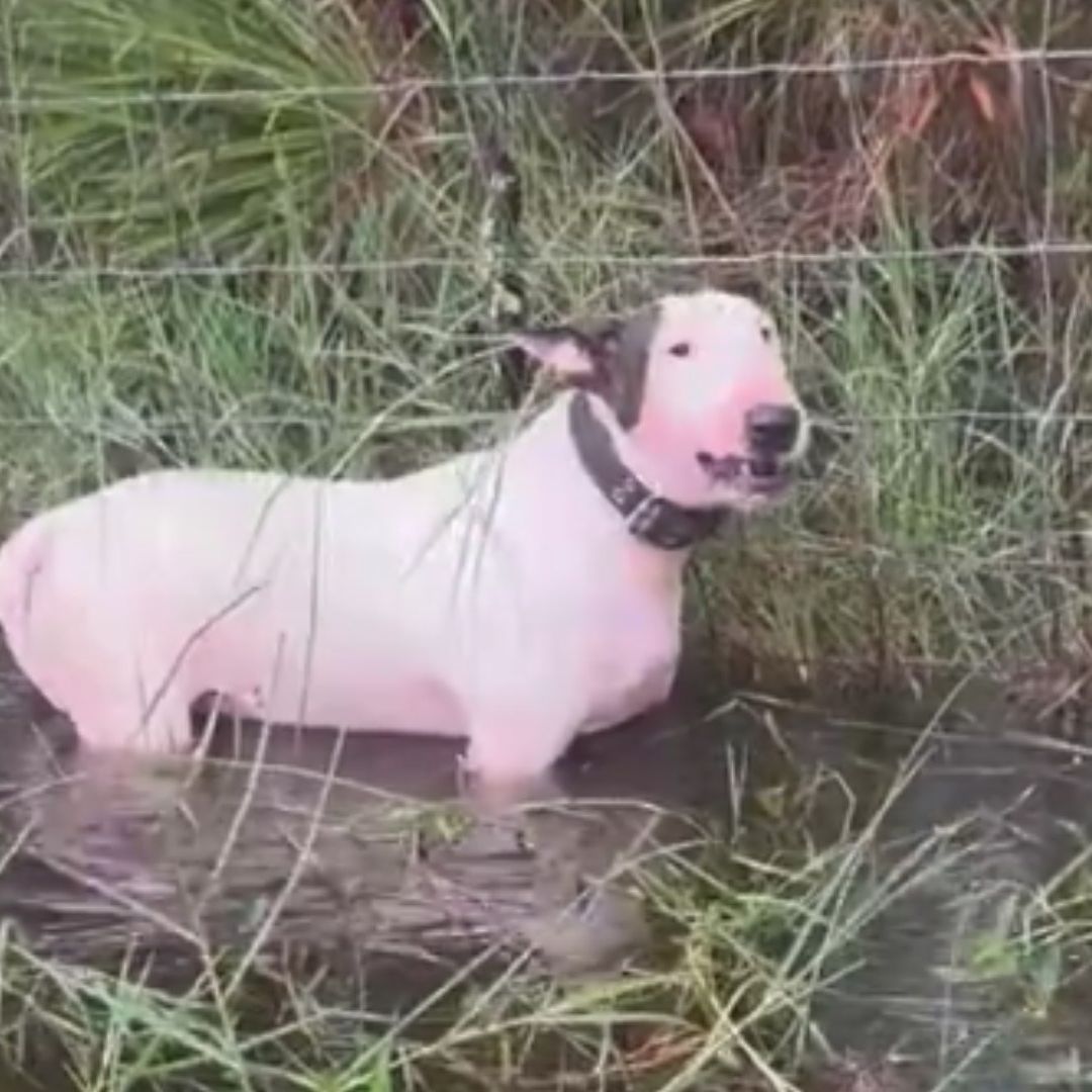 Indigna en Redes Caso de Perrito Amarrado en Poste en Florida antes de Impacto de Milton