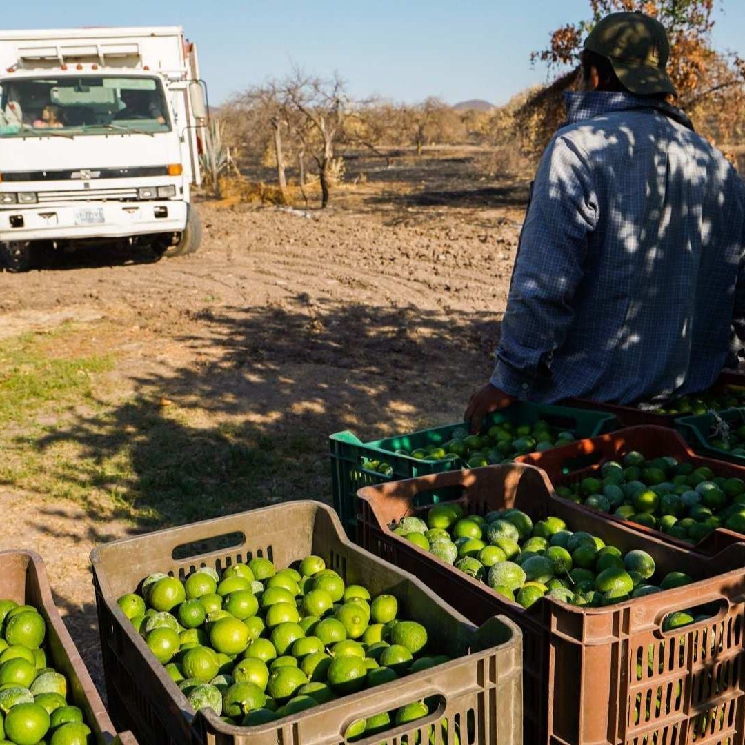 Productores de limón en Michoacán son víctimas de extorsiones