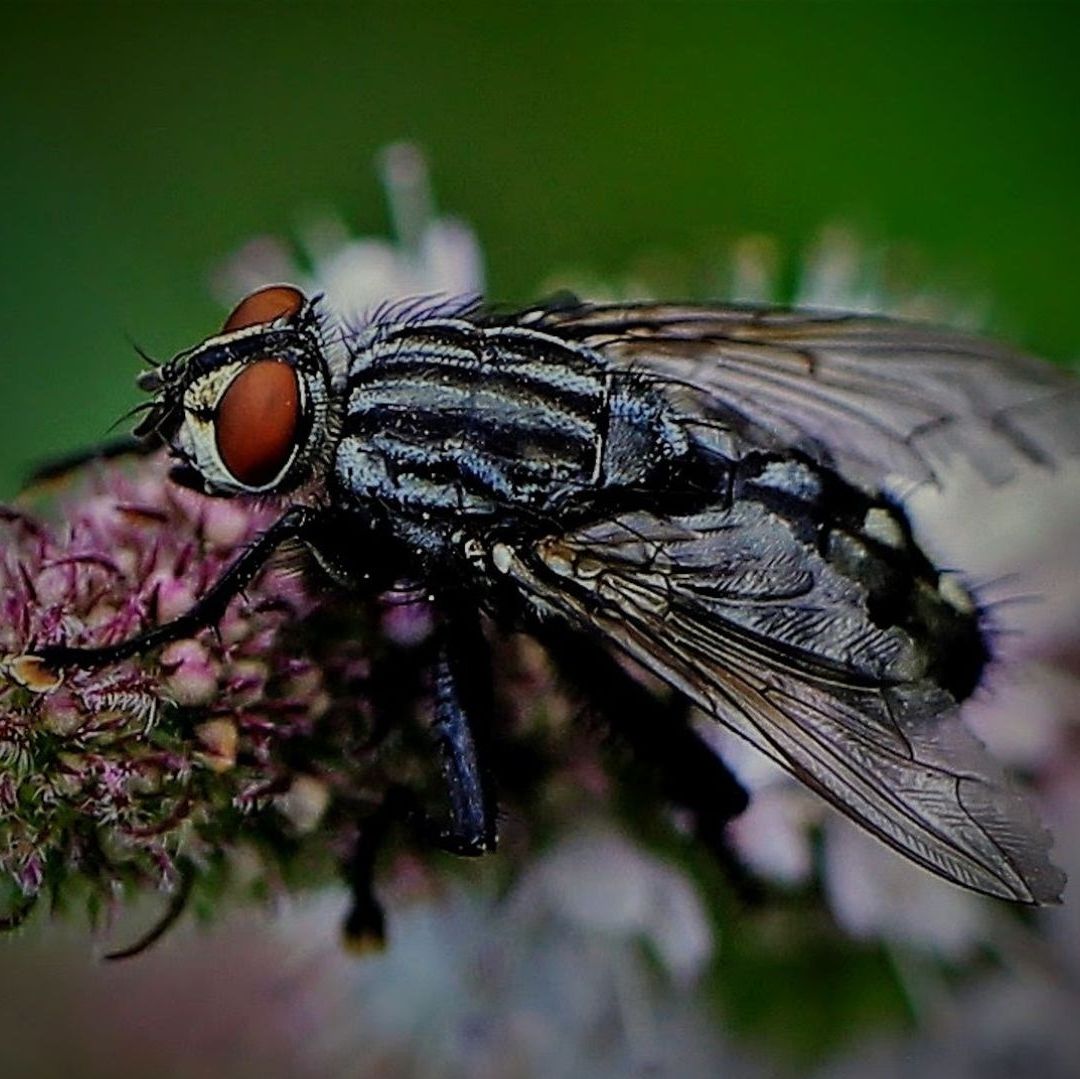 Una pequeña mosca negra arriba de una flor.