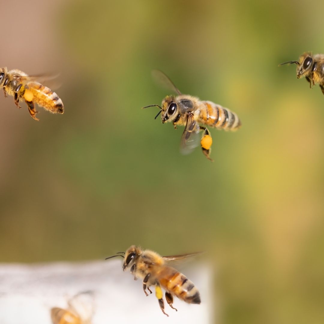 Ataque de Abejas en el Centro de Zacatecas Deja 11 Personas Lesionadas