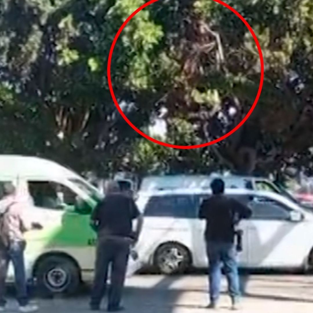 Encuentran Sin Vida a Hombre Arriba de una 'Casa del Árbol' en Tijuana