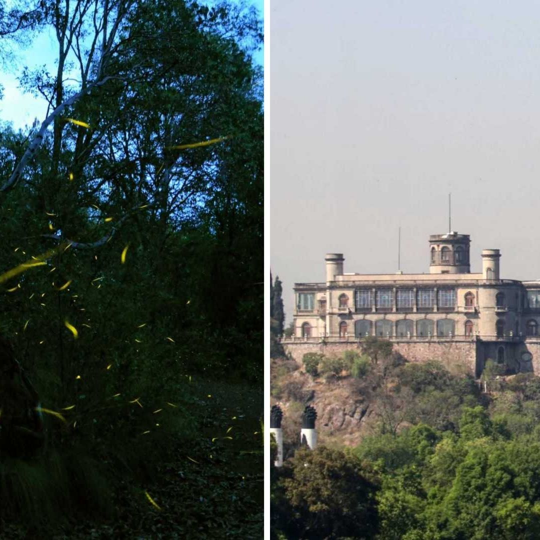 Descubren nueva especie de luciérnaga en Bosque de Chapultepec
