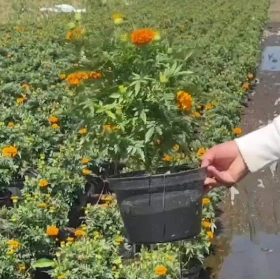 Productores de Cempasúchil en Xochimilco Perdieron Miles de Plantas por Lluvias e Inundaciones