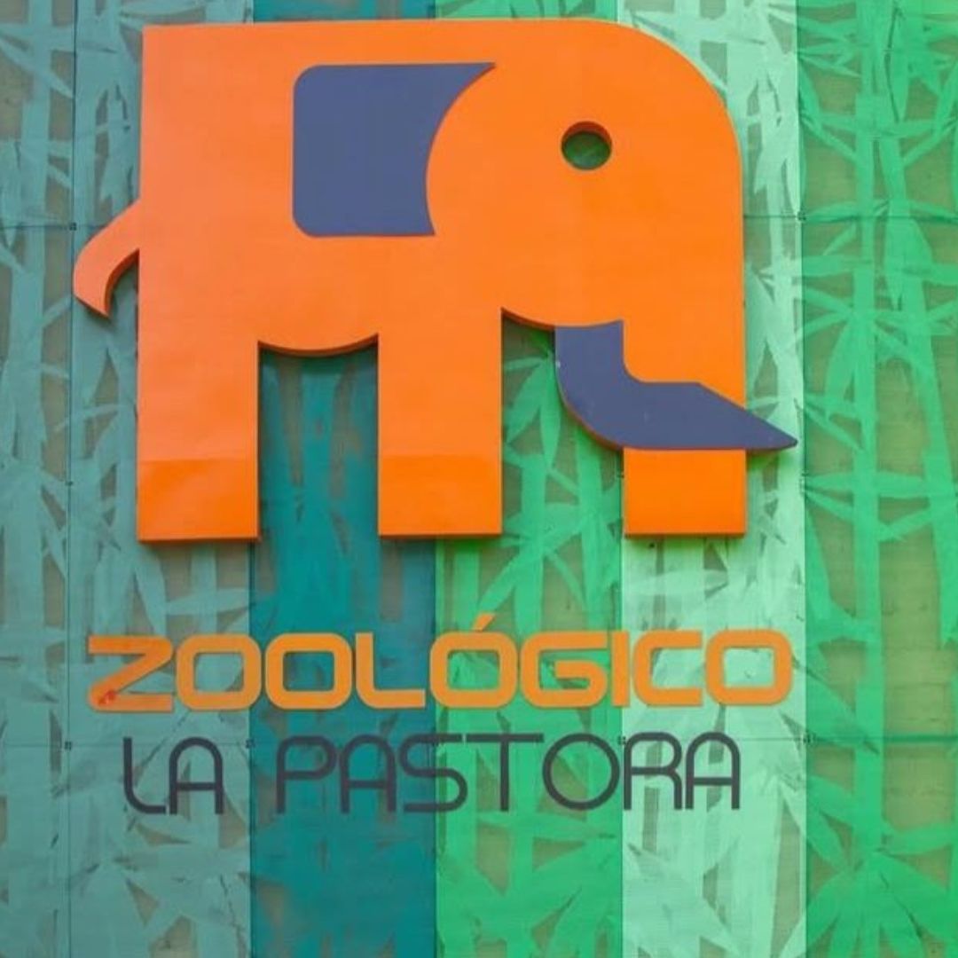 Denuncian Mal Estado de Osa en La Pastora de Monterrey; Zoológico Se Justifica.