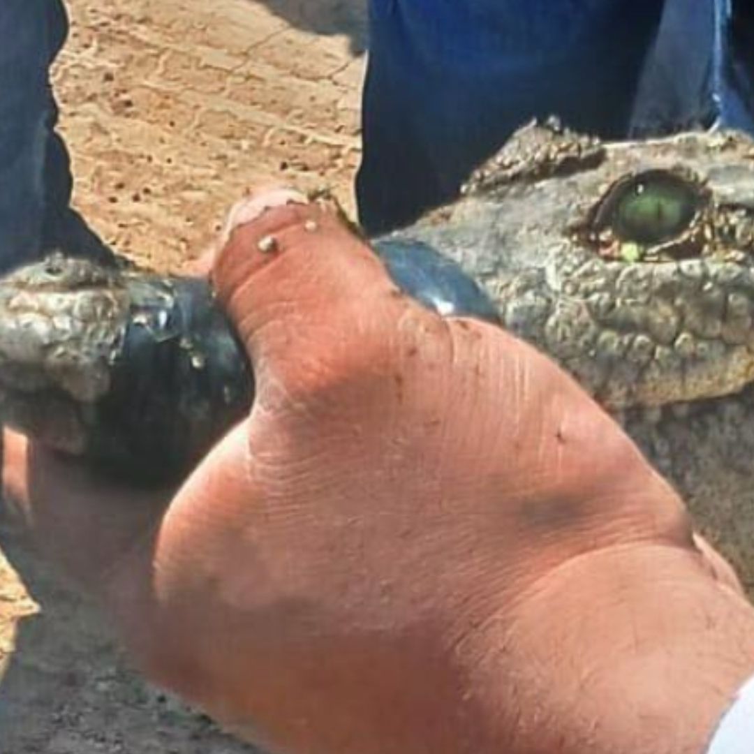 Aseguran a un cocodrilo suelto en Hidalgo