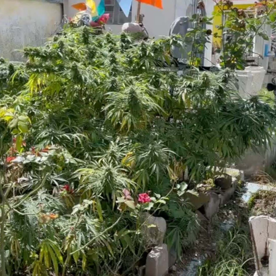 Sembradío de Marihuana Hallada en Panteón Colonia Guadalupe Hidalgo Puebla