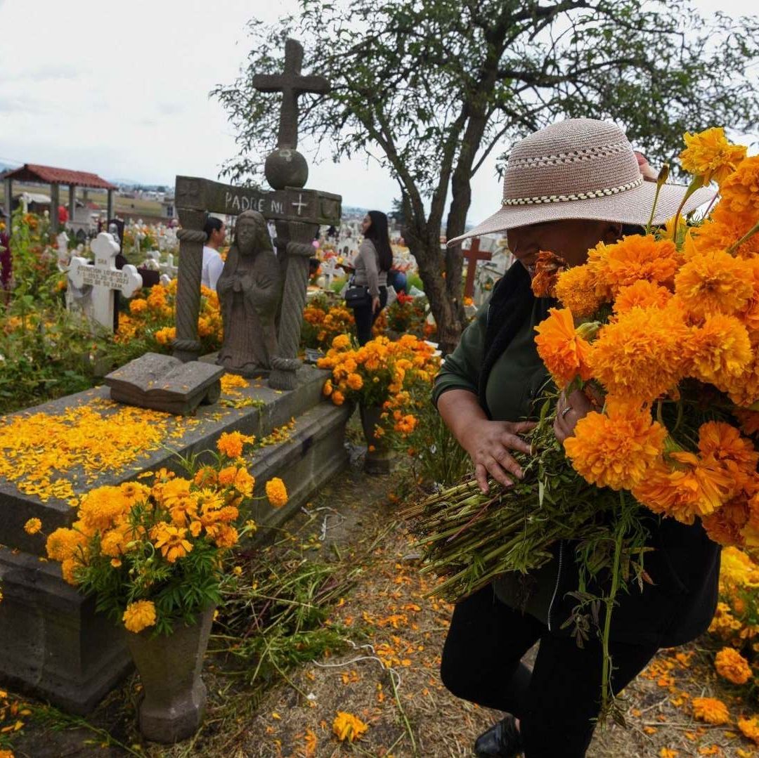 La flor de cempasúchil podría ser más cara en Día de Muertos 2024