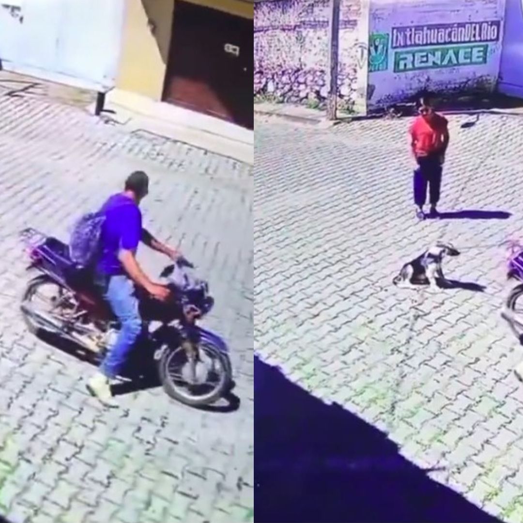 Ya son varios casos de maltrato animal registrados en Jalisco. Foto Captura de pantalla