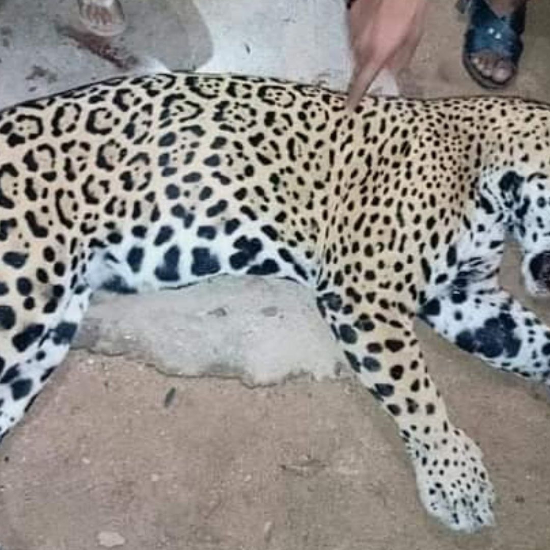 Profepa Denuncia Asesinato de Jaguar en Guerrero; Responsable Puede Ir 9 Años a la Cárcel
