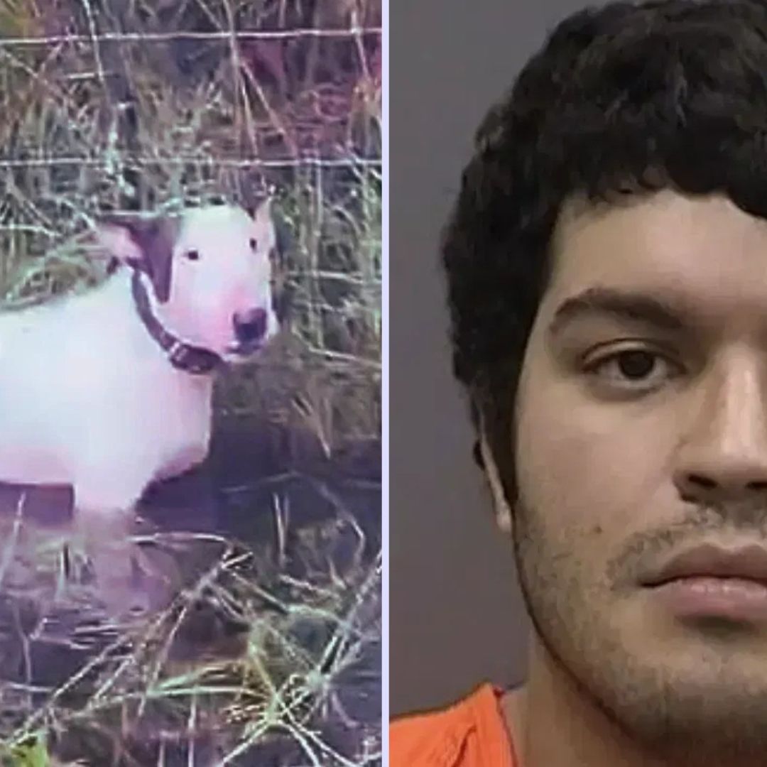 Arrestan al Hombre que Amarró a un Perro Antes de la Llegada del Huracán Milton a Florida