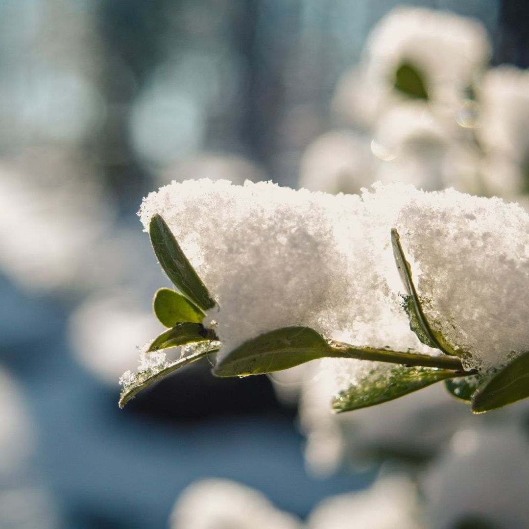 Planta cubierta de nieve