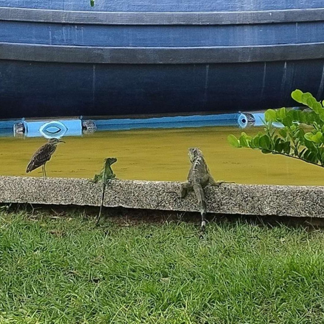 Iguanario del Parque Papagayo de Acapulco Se Recupera tras Otis