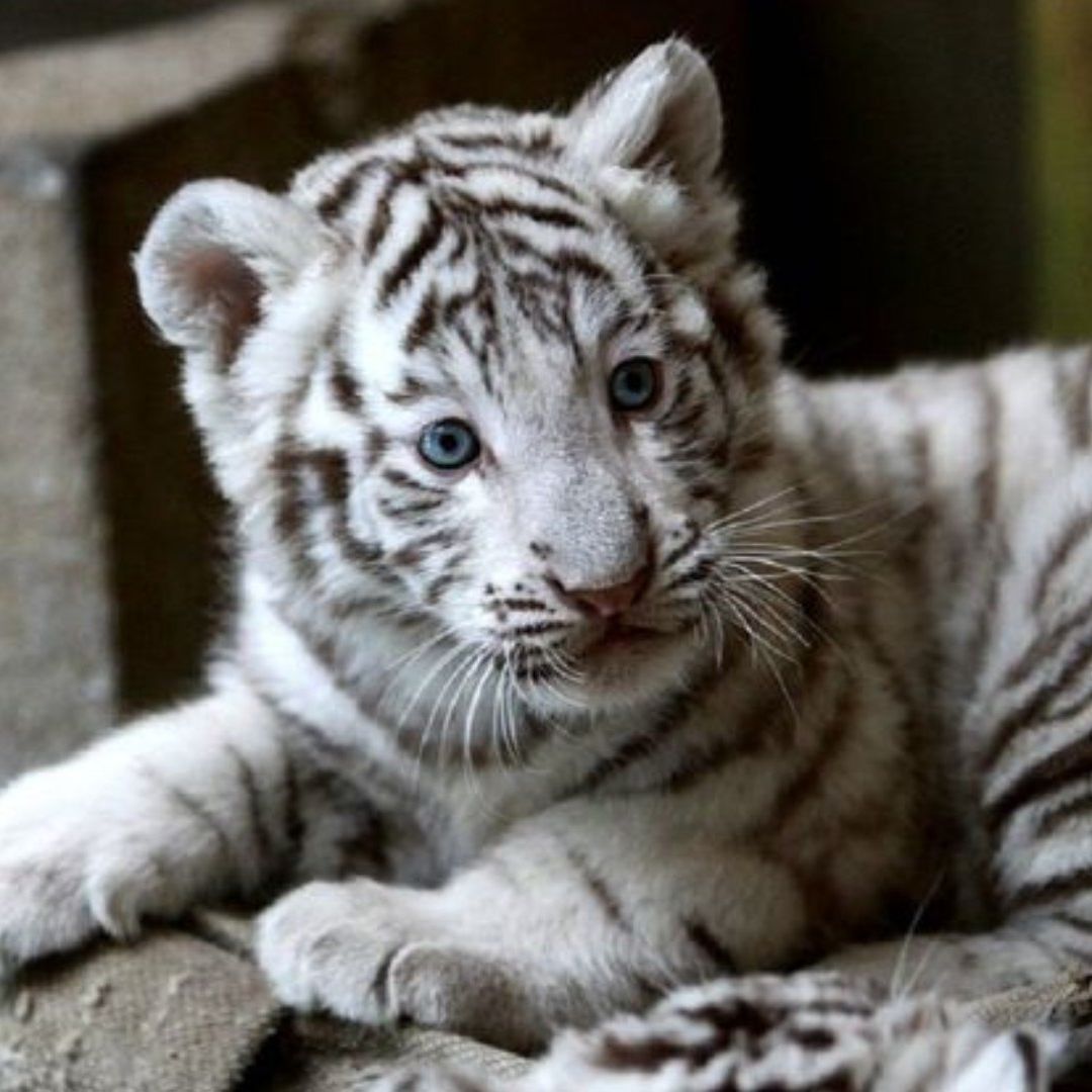 Uno de cada 10,000 tigres nace con la variación genética que los hace blancos.